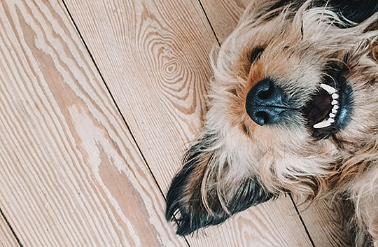 Ein Hund mit halb geöffneter Schnauze. Er scheint glücklich zu lachen.