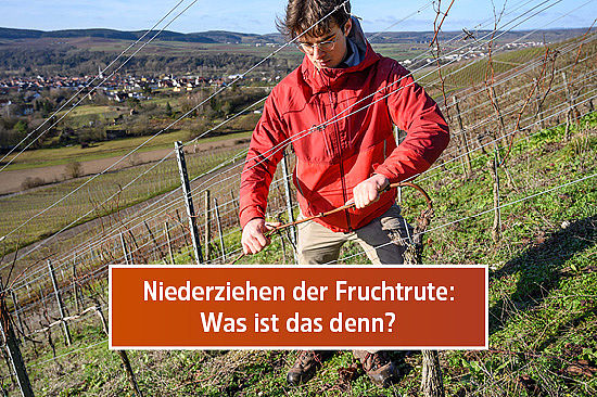 Text-Logo: Niederziehen der Fruchtrute: Was ist das denn? Bild: Ein junger Mann steht am Hang eines Weinbergs und bindet einen Ast an einen Drahtzaun. 