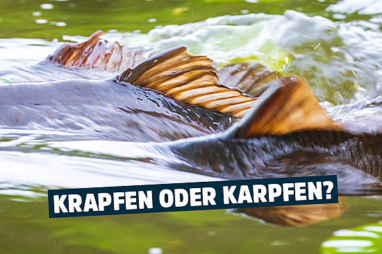 Foto: ein Fisch, durch die Wasserbewegung verschwommen sichtbar. Text: „Krapfen oder Karpfen?“